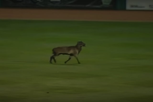 Sheep Interrupts Minor League Baseball Game (Video)