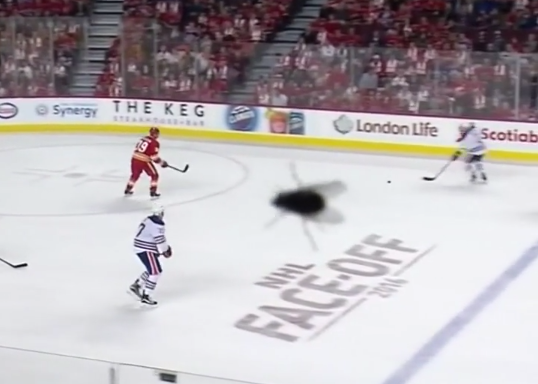 Giant Fly Invades Calgary Flames-Edmonton Oilers Game (Video)