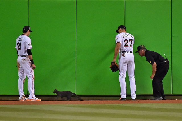 MLB: A Definitive Ranking Of The Best All-Time Cat Moments in Baseball