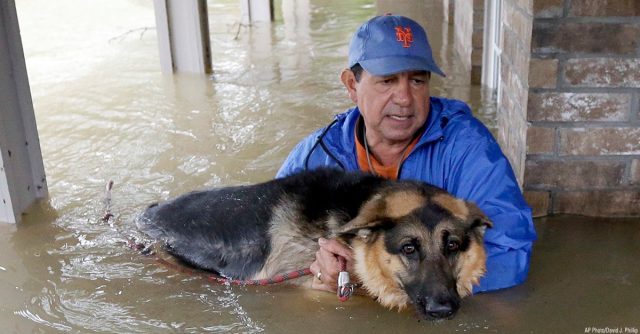New York Mets Fan, Dog Deliver Highlight Of The Year In Houston
