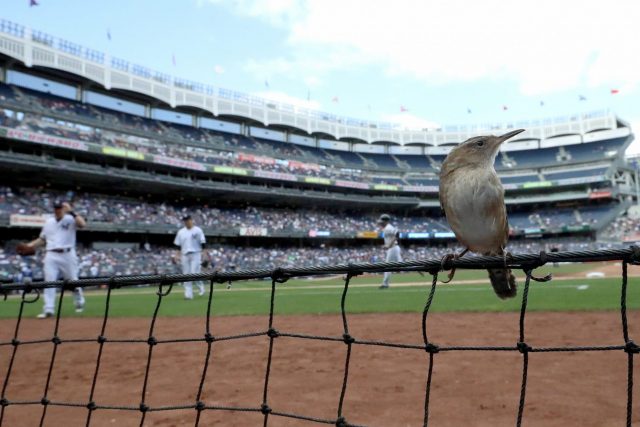 New York Yankees Announce Plan Of Net Expansion