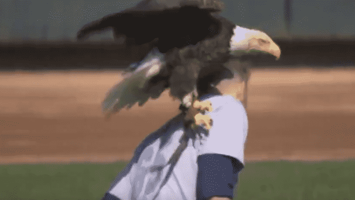 Seattle Mariners pitcher James Paxton encounters a bald eagle (Video)