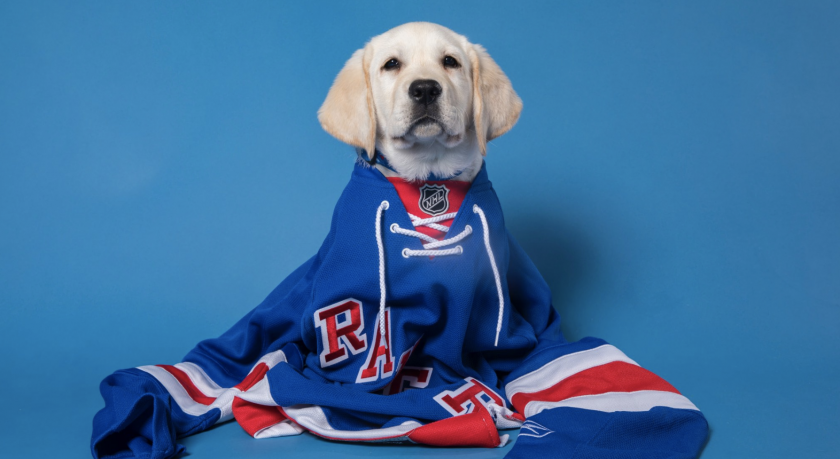 New York Rangers welcome Ranger, the dog training to become a service dog (Video)
