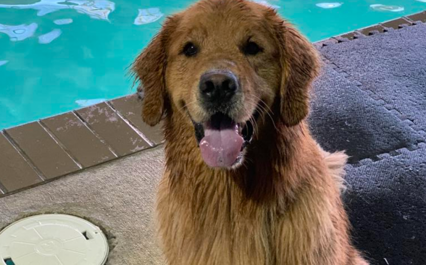 Batdog Rookie is the best baseball Twitter follow and it’s not even close