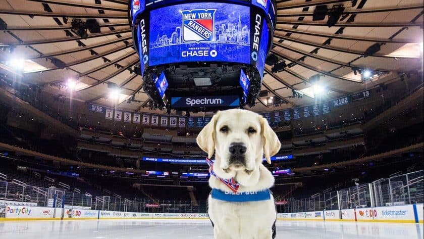 New York Rangers: Ranger the service dog receives bobblehead treatment