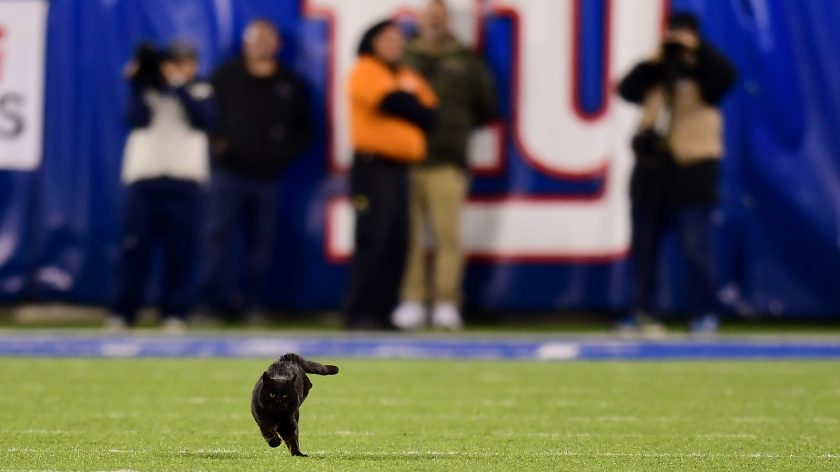 Black cat invades MetLife Stadium during New York Giants-Cowboys game (Video)