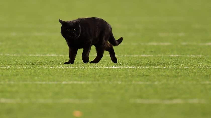 The MetLife Stadium cat from New York Giants’ MNF loss has yet to be found