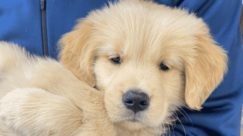 New York Yankees affiliate Trenton Thunder need help naming their new bat dog