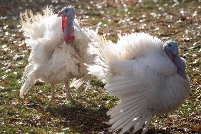 DraftKings Casino Promo Offers For ‘Holidays On The House’