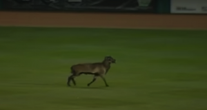 Sheep Interrupts Minor League Baseball Game (Video) 