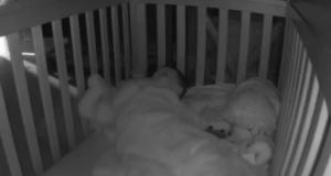 New York Rangers: 2-year old in crib chants 'Let's go Rangers' (Video) 