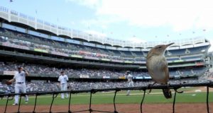New York Yankees Announce Plan Of Net Expansion 
